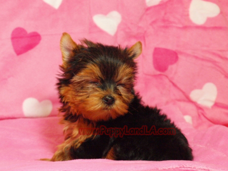 teacup yorkie